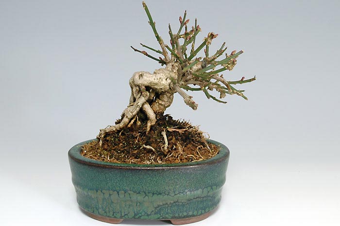 オウバイC（おうばい・黄梅）花もの盆栽を裏側から見た景色・Jasminum nudiflorum bonsai