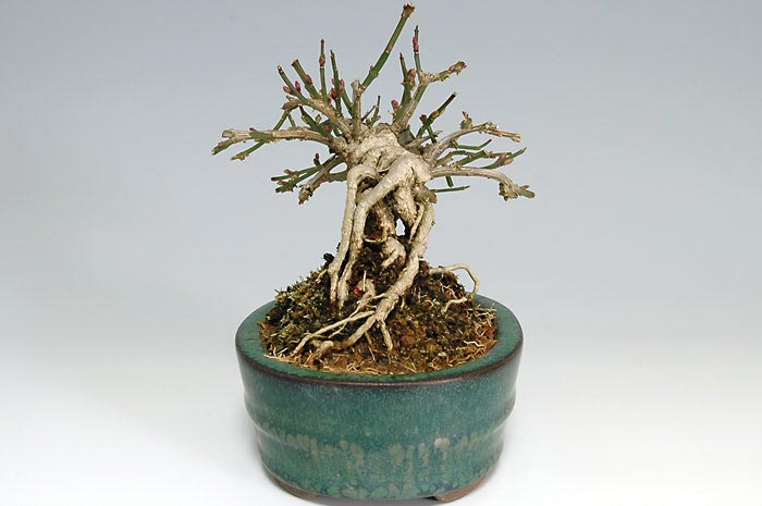 オウバイC（おうばい・黄梅）花もの盆栽を右側から見た景色・Jasminum nudiflorum bonsai