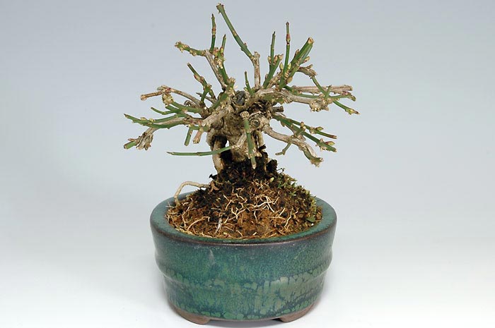 オウバイC（おうばい・黄梅）花もの盆栽を左側から見た景色・Jasminum nudiflorum bonsai