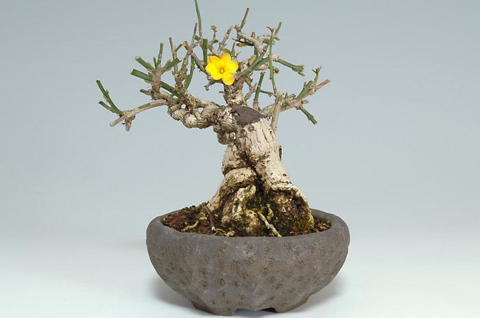 オウバイ-D（おうばい・黄梅）花もの盆栽を右側から見た景色・Jasminum nudiflorum bonsai