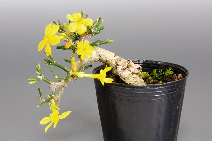 オウバイ-E（おうばい・黄梅）花もの盆栽の販売と育て方・作り方・Jasminum nudiflorum bonsai