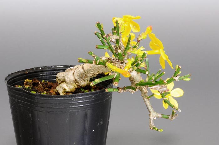 オウバイ-E（おうばい・黄梅）花もの盆栽を左側から見た景色・Jasminum nudiflorum bonsai