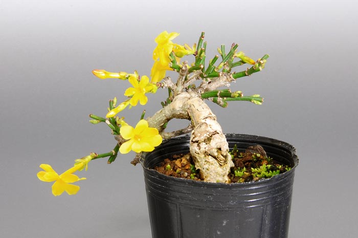 オウバイ-E（おうばい・黄梅）花もの盆栽を右側から見た景色・Jasminum nudiflorum bonsai