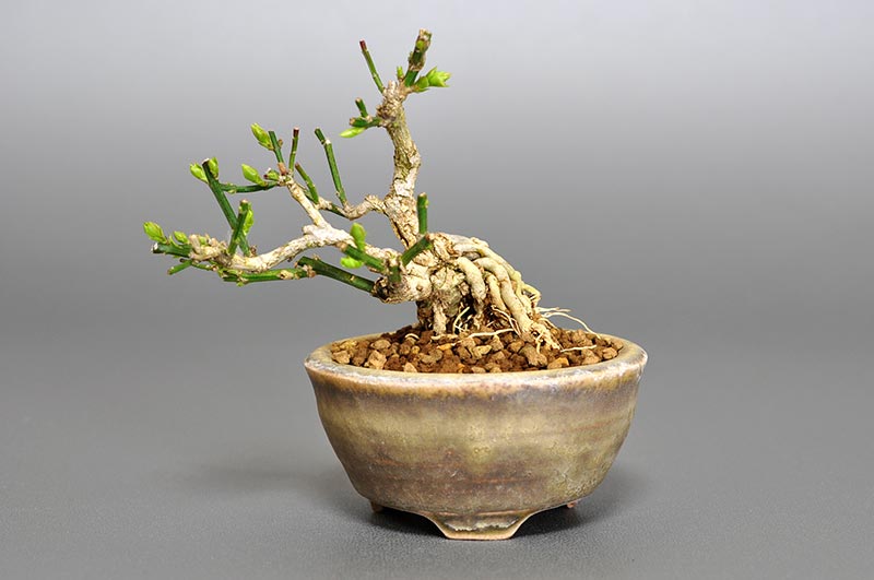 オウバイF（おうばい・黄梅）花もの盆栽の販売と育て方・作り方・Jasminum nudiflorum bonsai