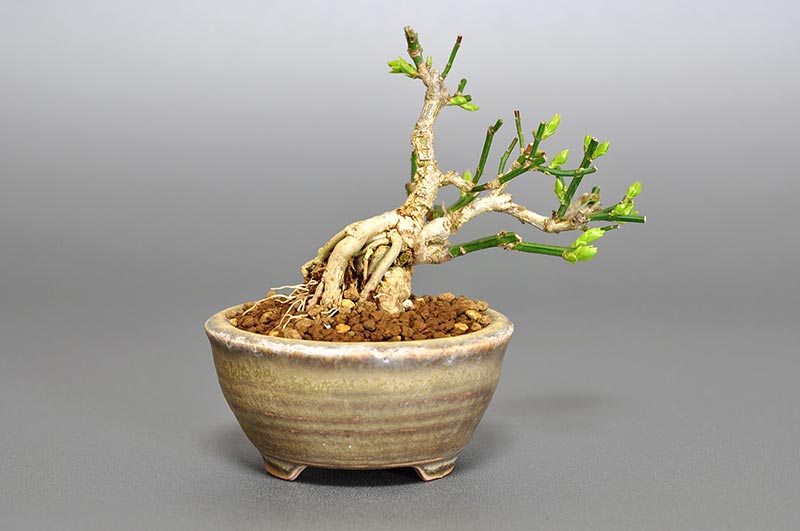 オウバイF（おうばい・黄梅）花もの盆栽を裏側から見た景色・Jasminum nudiflorum bonsai