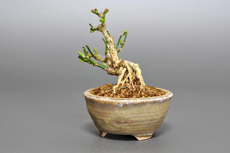 オウバイF（おうばい・黄梅）花もの盆栽を右側から見た景色・Jasminum nudiflorum bonsai