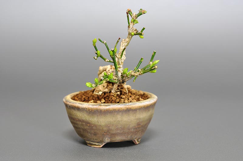 オウバイF（おうばい・黄梅）花もの盆栽を左側から見た景色・Jasminum nudiflorum bonsai