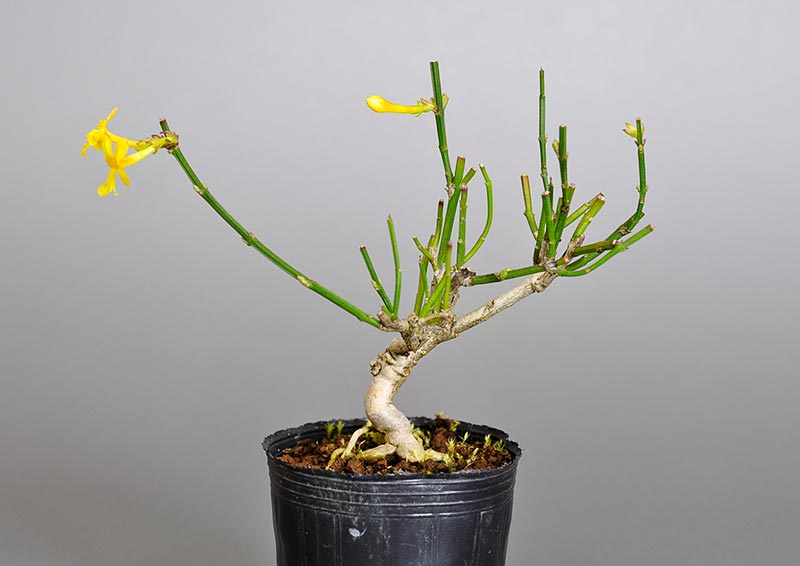 オウバイ-G-1（おうばい・黄梅）花もの盆栽の販売と育て方・作り方・Jasminum nudiflorum bonsai