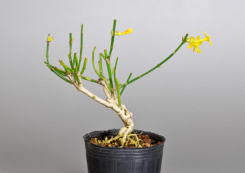 オウバイ-G-1（おうばい・黄梅）花もの盆栽を裏側から見た景色・Jasminum nudiflorum bonsai