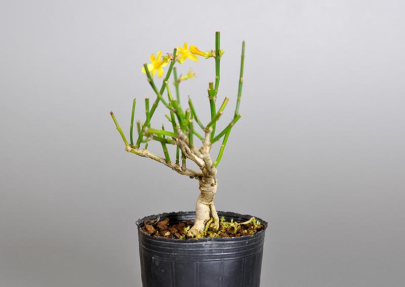 オウバイ-G-1(おうばい・黄梅)花もの盆栽を右側から見た景色・Jasminum nudiflorum bonsai