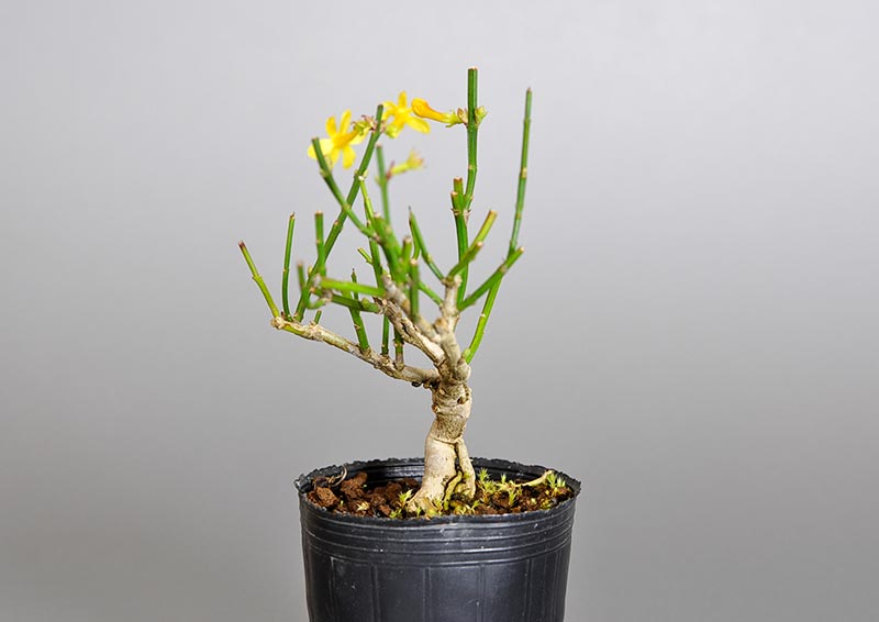 オウバイ-G-1（おうばい・黄梅）花もの盆栽を右側から見た景色・Jasminum nudiflorum bonsai