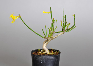 オウバイ-G-1（おうばい・黄梅）盆栽の成長記録-1・Jasminum nudiflorum bonsai