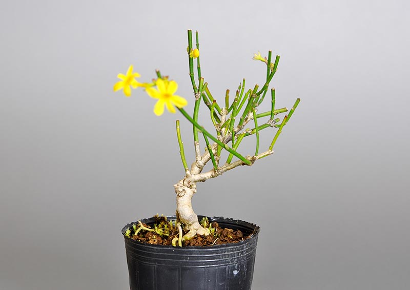 オウバイ-G-1（おうばい・黄梅）花もの盆栽を左側から見た景色・Jasminum nudiflorum bonsai