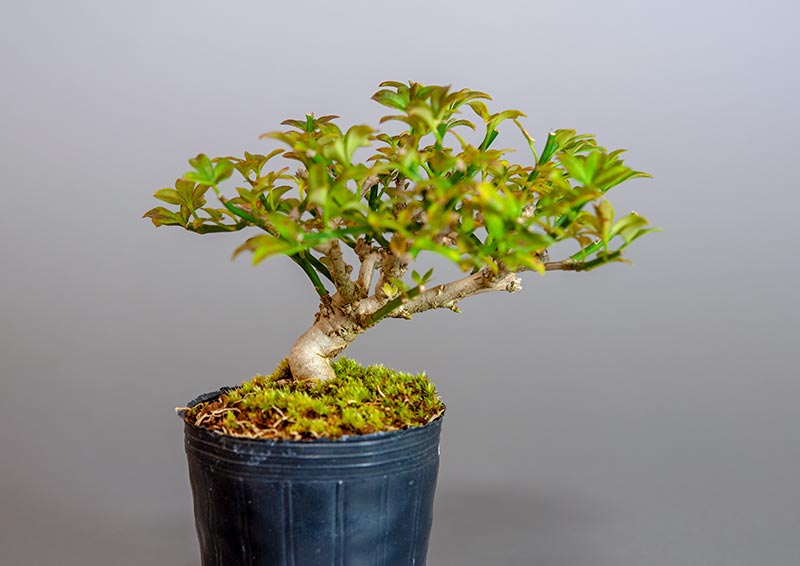 オウバイ-G-2（おうばい・黄梅）花もの盆栽の販売と育て方・作り方・Jasminum nudiflorum bonsai