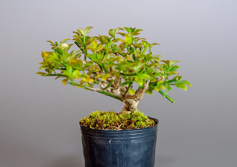 オウバイ-G-2（おうばい・黄梅）花もの盆栽を右側から見た景色・Jasminum nudiflorum bonsai