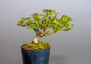 オウバイ-G-2（おうばい・黄梅）盆栽の成長記録-2・Jasminum nudiflorum bonsai