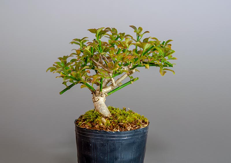 オウバイ-G-2(おうばい・黄梅)花もの盆栽を左側から見た景色・Jasminum nudiflorum bonsai