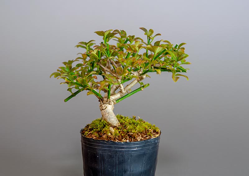 オウバイ-G-2（おうばい・黄梅）花もの盆栽を左側から見た景色・Jasminum nudiflorum bonsai