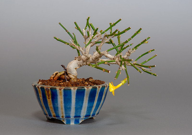オウバイ盆栽（おうばい・黄梅）ミニ盆栽の今と過去の成長記録と育て方・手入れ・剪定・植え替え・Jasminum nudiflorum bonsai photo