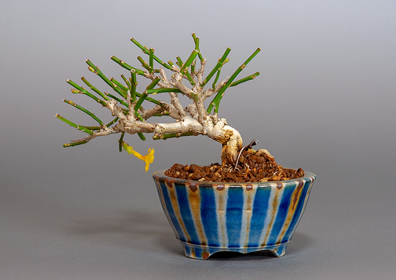 オウバイ-G（おうばい・黄梅）花もの盆栽を裏側から見た景色・Jasminum nudiflorum bonsai