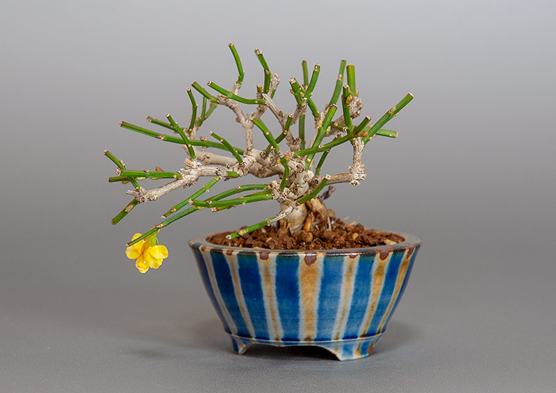 オウバイ-G（おうばい・黄梅）花もの盆栽を右側から見た景色・Jasminum nudiflorum bonsai