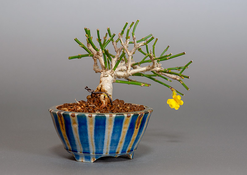 オウバイ-G（おうばい・黄梅）花もの盆栽を左側から見た景色・Jasminum nudiflorum bonsai