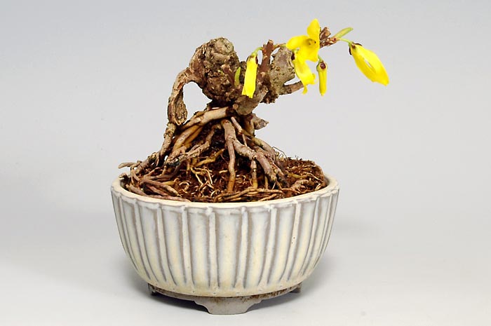 レンギョウ-A（れんぎょう・連翹）花もの盆栽の販売と育て方・作り方・Forsythia suspensa bonsai