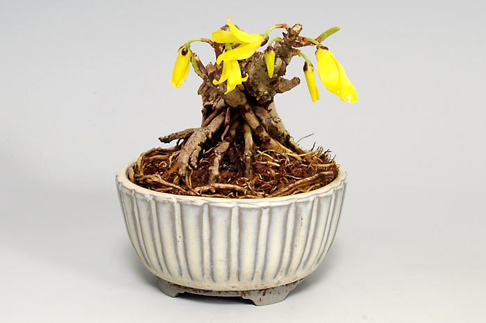 レンギョウ-A（れんぎょう・連翹）花もの盆栽を右側から見た景色・Forsythia suspensa bonsai