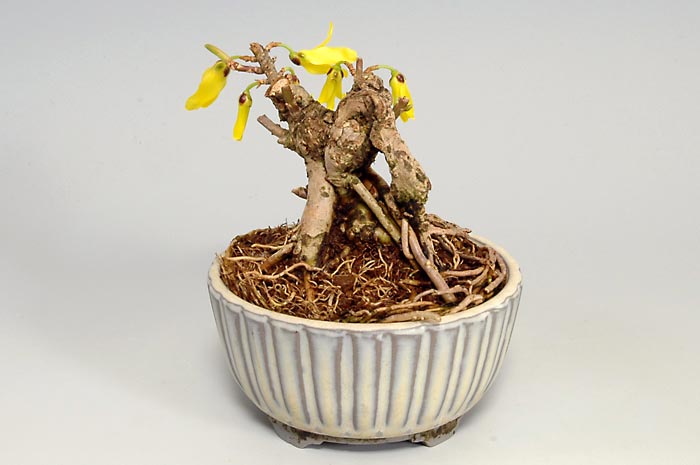 レンギョウ-A（れんぎょう・連翹）花もの盆栽を左側から見た景色・Forsythia suspensa bonsai