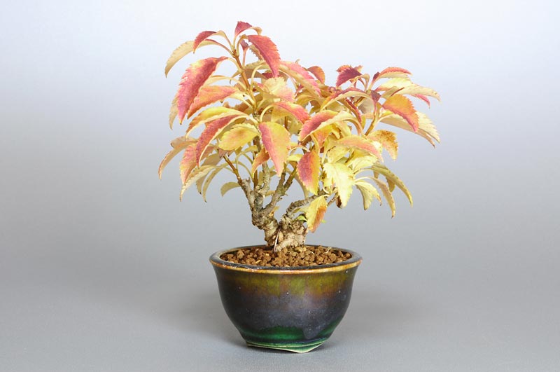 レンギョウ-B（れんぎょう・連翹）花もの盆栽を右側から見た景色・Forsythia suspensa bonsai