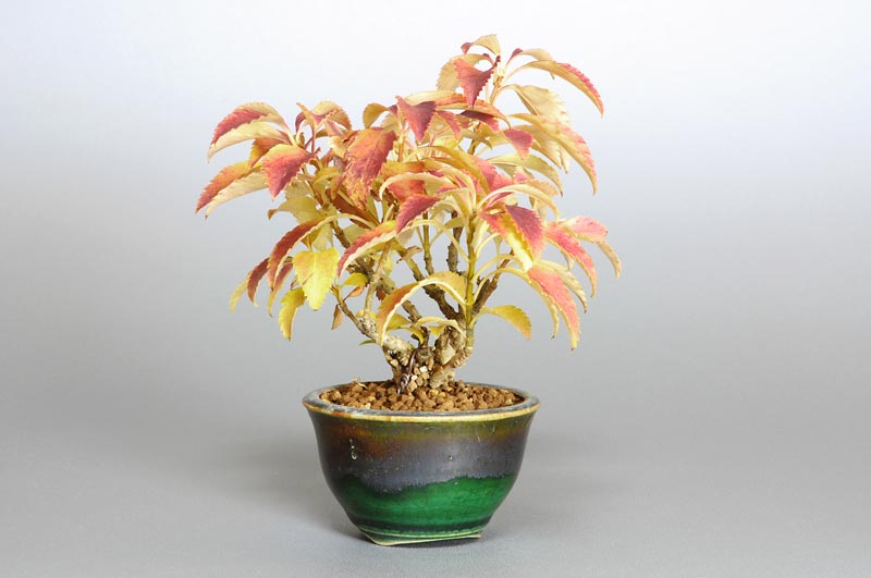 レンギョウ-B（れんぎょう・連翹）花もの盆栽を左側から見た景色・Forsythia suspensa bonsai