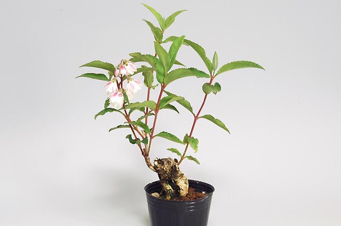 サラサウツギa さらさうつぎ 更紗空木 花もの盆栽の販売と育て方 作り方