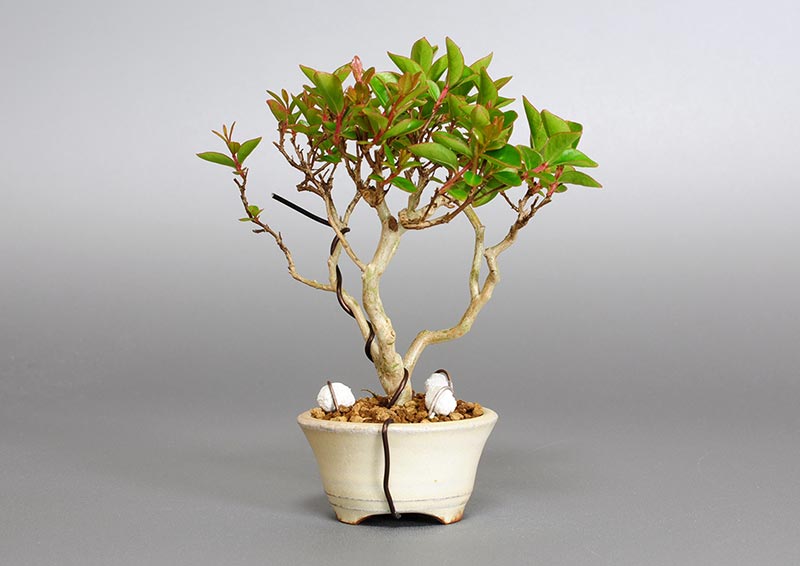 サルスベリ-A2（さるすべり・百日紅）花もの盆栽を裏側から見た景色・Lagerstroemia indica bonsai