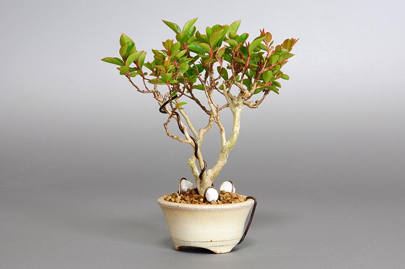 サルスベリ-A2（さるすべり・百日紅）花もの盆栽を右側から見た景色・Lagerstroemia indica bonsai