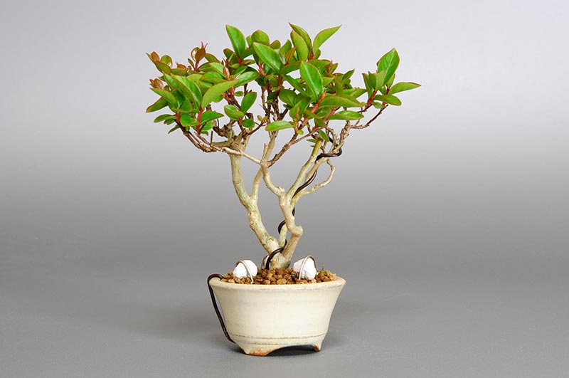 サルスベリ-A2（さるすべり・百日紅）花もの盆栽を左側から見た景色・Lagerstroemia indica bonsai