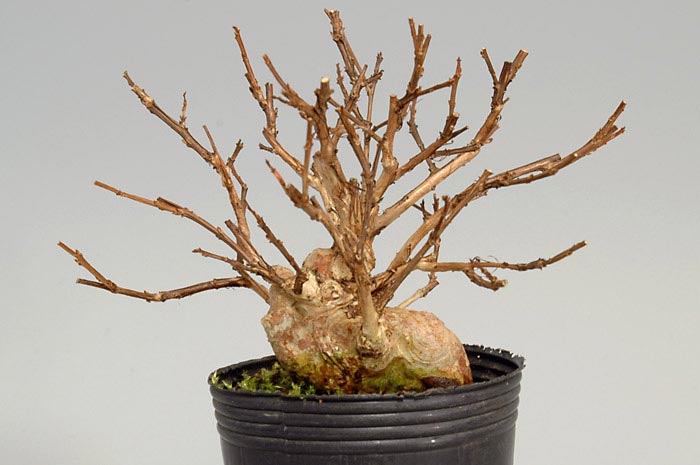 サルスベリB（さるすべり・百日紅）花もの盆栽の販売と育て方・作り方・Lagerstroemia indica bonsai photo