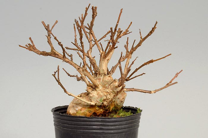 サルスベリB（さるすべり・百日紅）花もの盆栽を裏側から見た景色・Lagerstroemia indica bonsai photo