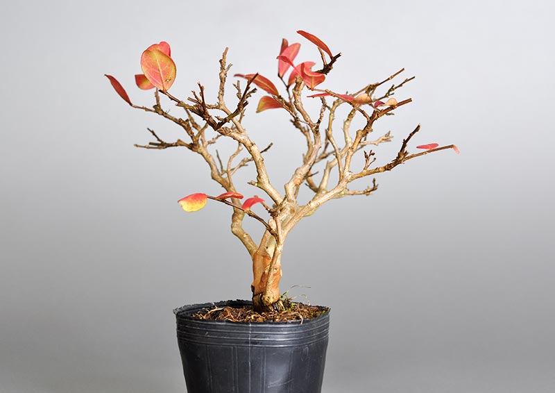 サルスベリ-D3（さるすべり・百日紅）花もの盆栽を左側から見た景色・Lagerstroemia indica bonsai