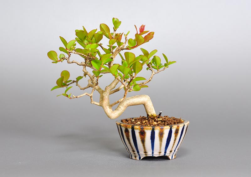 サルスベリ-E3（さるすべり・百日紅）花もの盆栽を裏側から見た景色・Lagerstroemia indica bonsai