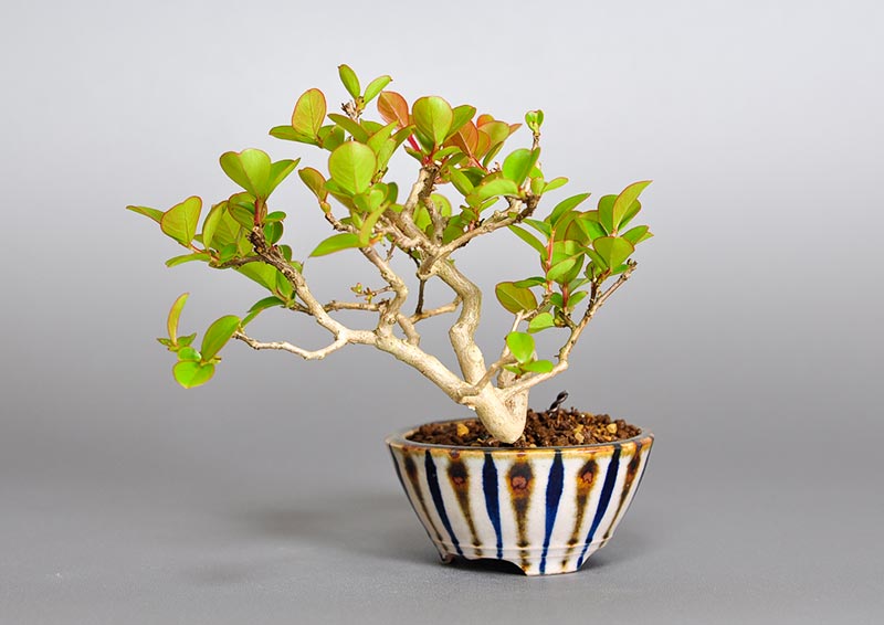 サルスベリ-E3（さるすべり・百日紅）花もの盆栽を右側から見た景色・Lagerstroemia indica bonsai