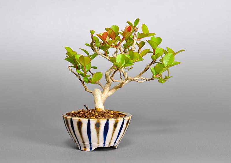 サルスベリ-E3（さるすべり・百日紅）花もの盆栽を左側から見た景色・Lagerstroemia indica bonsai