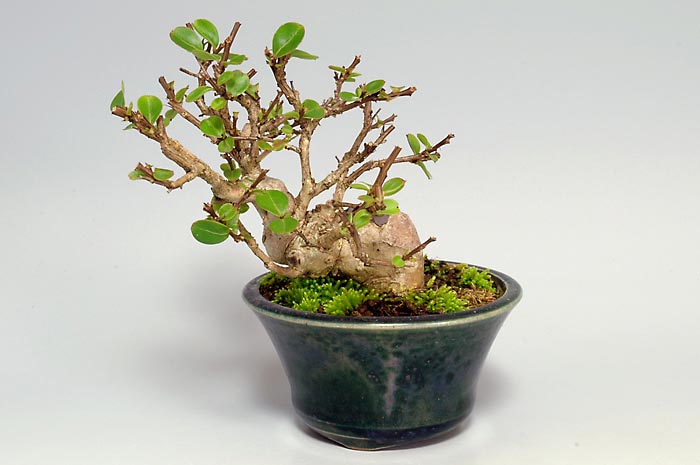 サルスベリF（さるすべり・百日紅）花もの盆栽の販売と育て方・作り方・Lagerstroemia indica bonsai photo