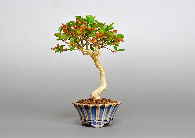 サルスベリ-G3（さるすべり・百日紅）花もの盆栽の販売と育て方・作り方・Lagerstroemia indica bonsai photo