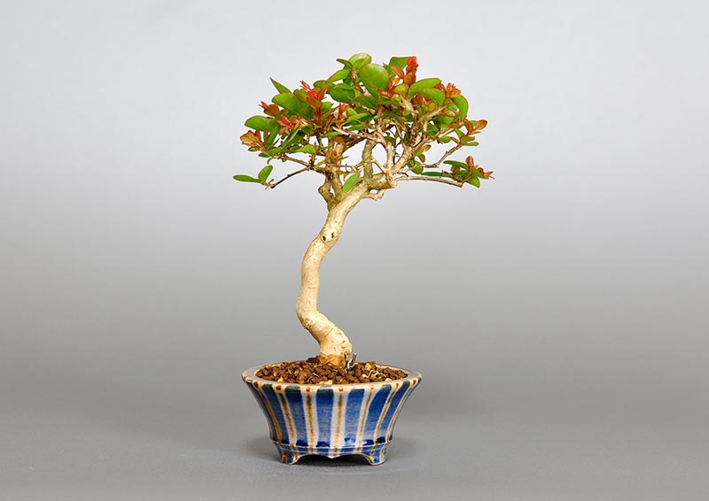 サルスベリ-G3（さるすべり・百日紅）花もの盆栽を裏側から見た景色・Lagerstroemia indica bonsai photo