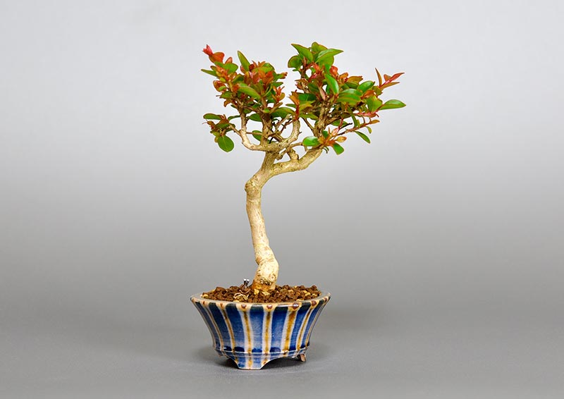 サルスベリ-G3（さるすべり・百日紅）花もの盆栽を左側から見た景色・Lagerstroemia indica bonsai photo