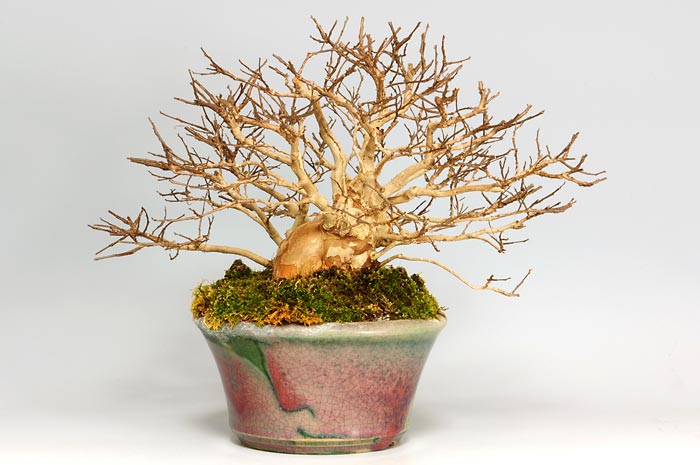 サルスベリH（さるすべり・百日紅）花もの盆栽の販売と育て方・作り方・Lagerstroemia indica bonsai photo