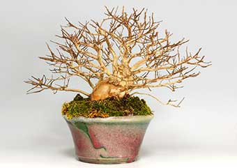 サルスベリ-H（さるすべり・百日紅）盆栽の樹作りの参考樹形・Lagerstroemia indica Best bonsai