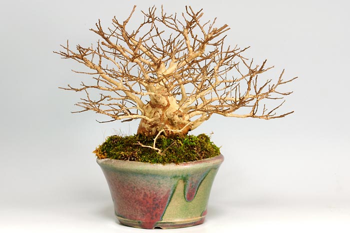 サルスベリH（さるすべり・百日紅）花もの盆栽を右側から見た景色・Lagerstroemia indica bonsai photo