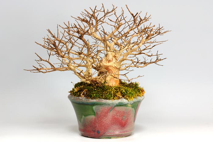 サルスベリH（さるすべり・百日紅）花もの盆栽を左側から見た景色・Lagerstroemia indica bonsai photo