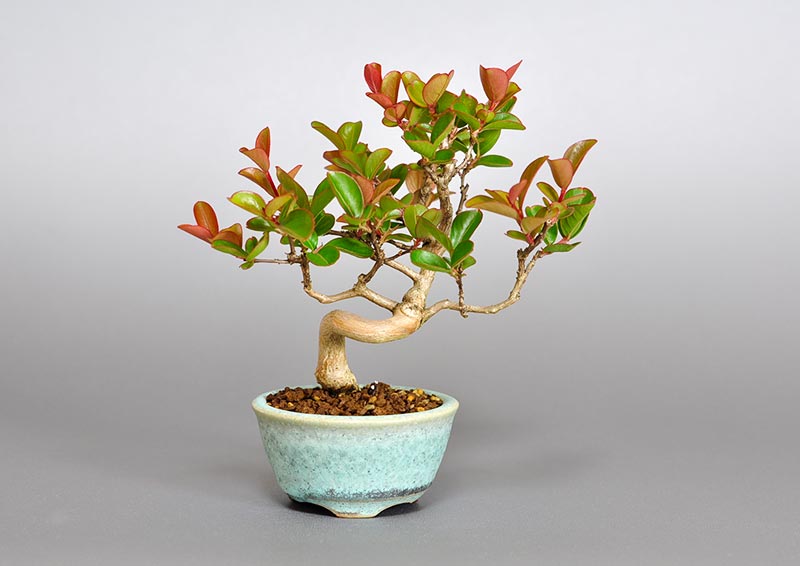 サルスベリ-I3（さるすべり・百日紅）花もの盆栽の販売と育て方・作り方・Lagerstroemia indica bonsai photo